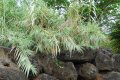 Canne de provence. 3-4m